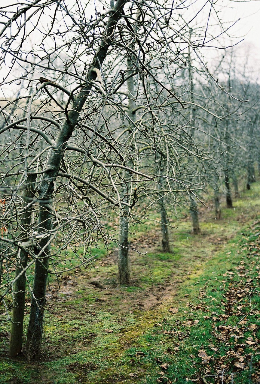The Orchard | Textures and layers for Autumn_1